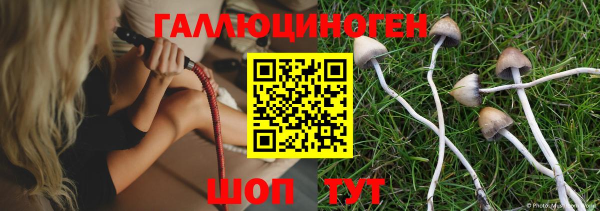 Псилоцибиновые грибы GOLDEN TEACHER  Псилоцибиновые грибы Psilocybe  Кореновск  цены наркотик  Вход с VPN 